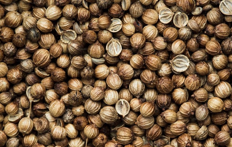 Coriander seeds dhania bulk export India Bangladesh Nepal UAE